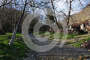 Small river in forest on sunny spring day
