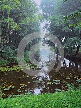 Small river in a forest town park in a fog. Mistry surreal calm mood. Relaxing atmosphere and melancholic nature vibe. Nobody