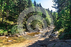Small River Among Forest in Uludag National Park