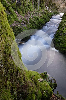 Small river in a german forest