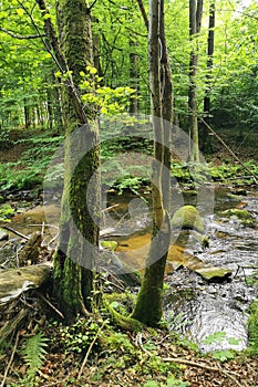 small river in spring czech forest