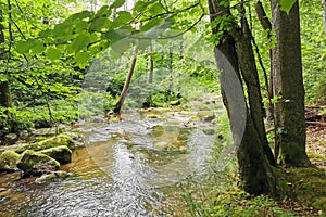 small river in spring czech forest