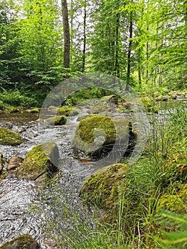 small river in spring czech forest