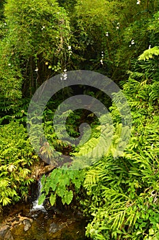 Small River In The Hawaian Jungle. photo
