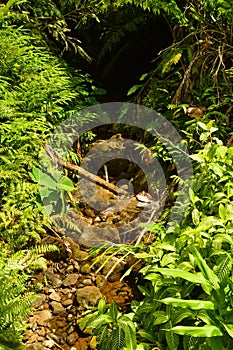 Small River In Hawaii Jungle. photo