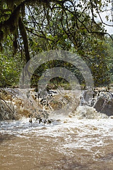 A small river in Kakamega Forest. Kenya photo