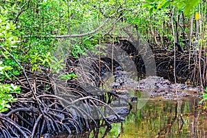 Small river in Mangrove forest, Zanzibar. Tropical forest in mud. Jozani forest