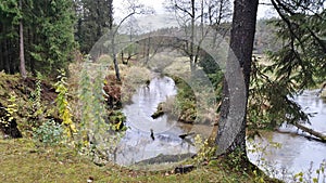 A small river with a sandy bottom, algae, snags and clear water flows through a meadow between grassy banks with alder and spruce