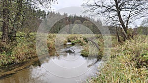 A small river with a sandy bottom and clear water flows through the meadow between grassy banks. Bushes and alder grow along the b