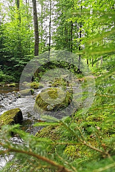 small river in spring czech forest