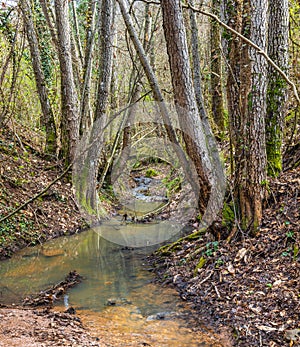 Small river stream flowing through riverine forest