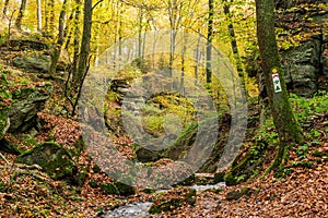 Small river in the valley of the Mullerthal trail during autumn