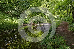 A small river wends its way gently down Panbride Den with the curving Footpath running alongside it