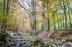 Small river, woods autumn, Ardens, Wallonia, Belgium photo
