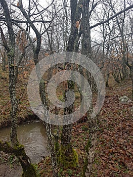 Small rivers in the forest occur