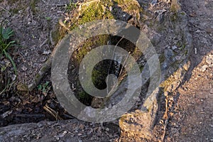 A small rivulet flows like a waterfall from a rock onto forest floor