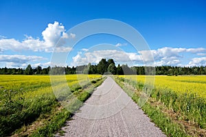 Small road between field of bright yellow rapeseed in summer