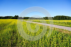 Small road between field of bright yellow rapeseed in summer