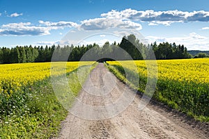 Small road between field of bright yellow rapeseed in summer. Finland