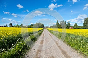 Small road between field of bright yellow rapeseed in summer. Finland