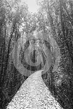 Small road on melaleuca forests