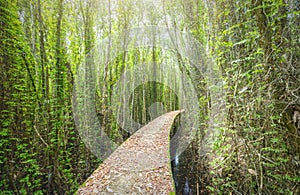 Small road on melaleuca forests