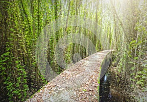 Small road on melaleuca forests