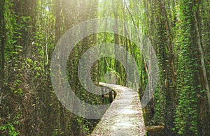Small road on melaleuca forests