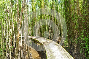 Small road on melaleuca forests