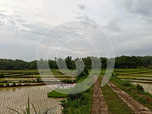 small road in the middle of beautiful rice fields