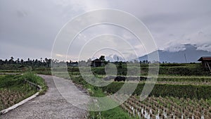Small road in the middle of the rice fields