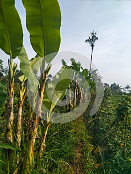 small road in the middle of rice fields