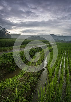 A small road in the middle of rice fields