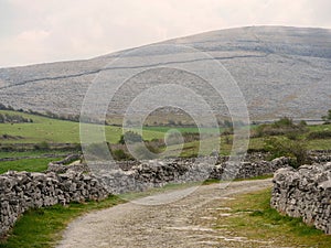 Small road in mountains, Irish landscape, Stone fence, Cattle in the green fields, Mountains in the background. Burren National