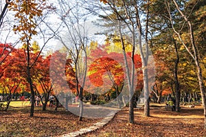 Small road in Nami Island