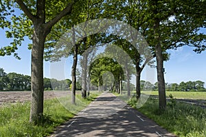 A small road between trees in a typical dutch landscape on a bright sunny day