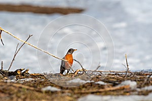 Small robin bird perched on a pile of wood in a forest