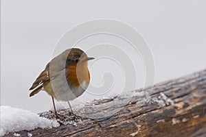 Small robin perched on a snowy wooden branch