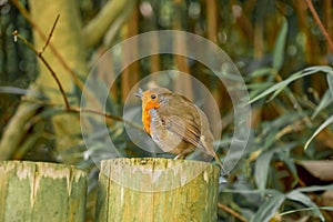 Small Robin Red Breat bird