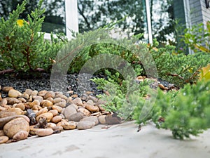 The small rock garden in front is the cement floor, the side is a small tree around