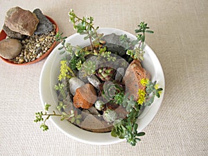 Small rock garden in a planting bowl