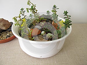 Small rock garden in a planting bowl