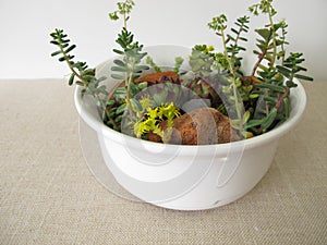 Small rock garden in a planting bowl