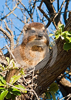 Small Rock hyrax perched on a leafy green tree branch surrounded by a natural wooded environment