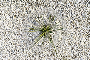 A small rocky area in front of the house with a plant inside and white decorative pebbles, top view.