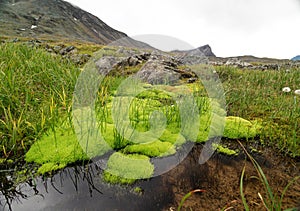 A small, rocky mountain stream in Sarek National Park, Sweden.