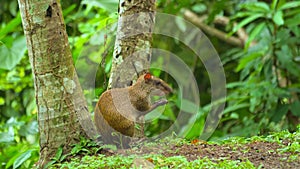 Small rodent agouti eating in the wild rainforest