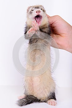 Small rodent ferret