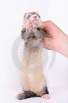 Small rodent ferret