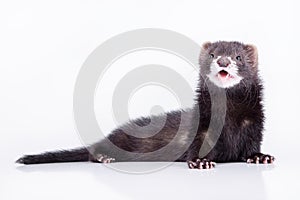Small rodent ferret